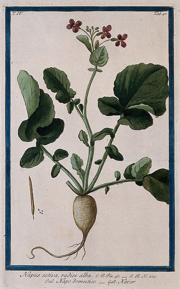 Rape or colza (Brassica napus L.): entire flowering plant with separate fruit and seeds. Coloured etching by M. Bouchard…