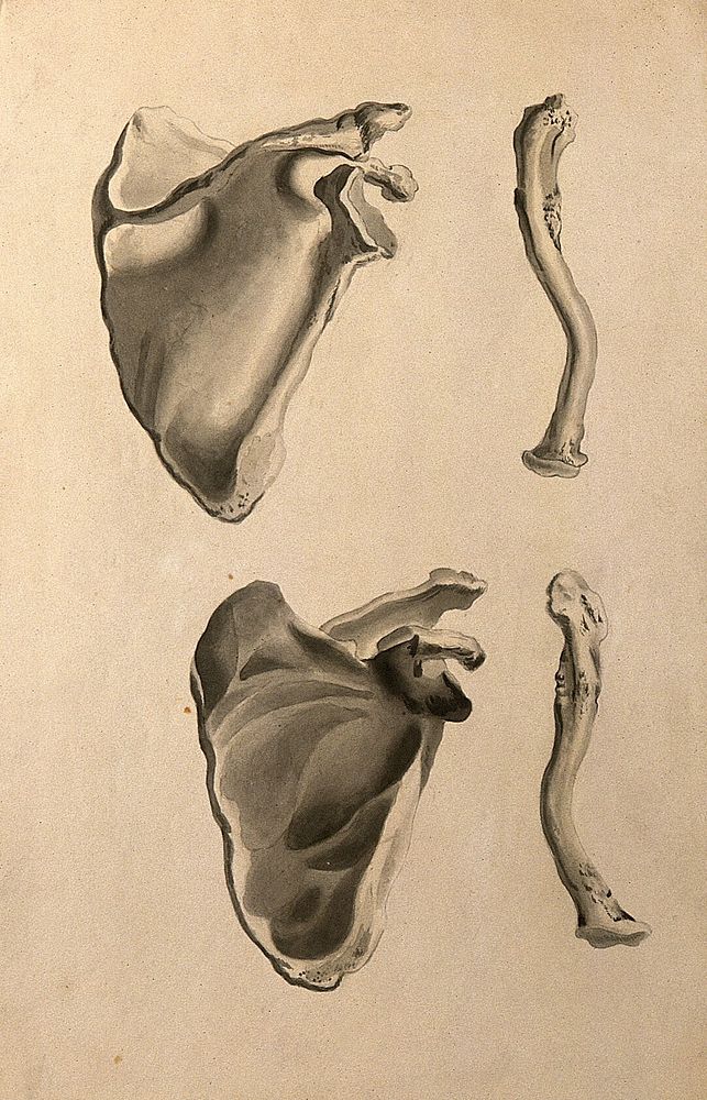 Scapulae and clavicles. Ink and watercolour, 1830/1835, after W. Cheselden, ca. 1733.