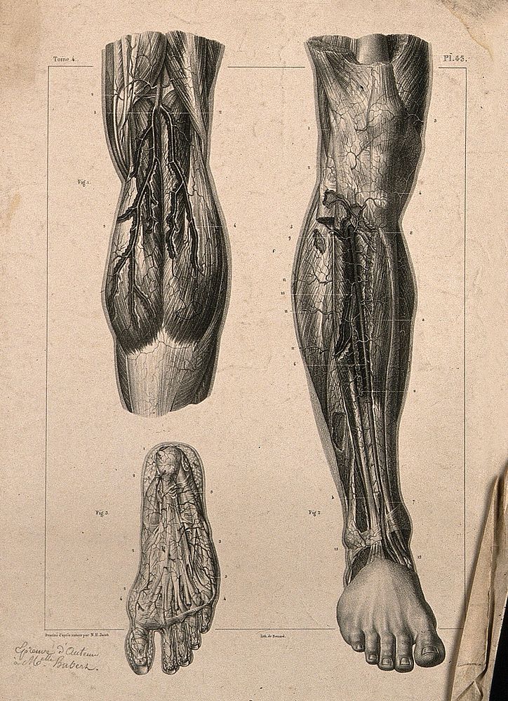 Arteries of the leg: three figures, one detailing the blood-vesssels of the foot. Lithograph by N.H Jacob, 1831/1854.