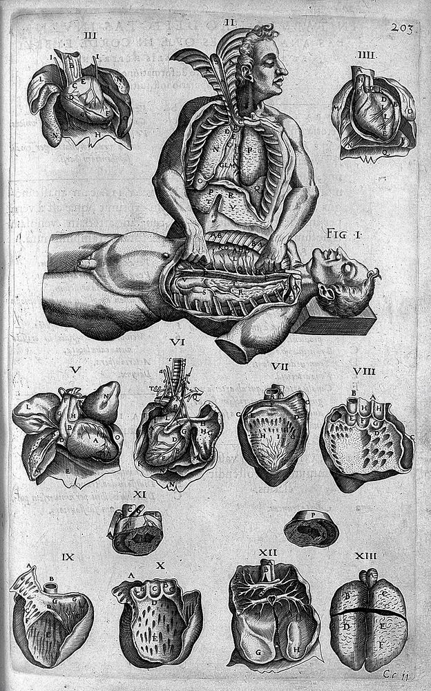 Thoracic viscera, 16th Century