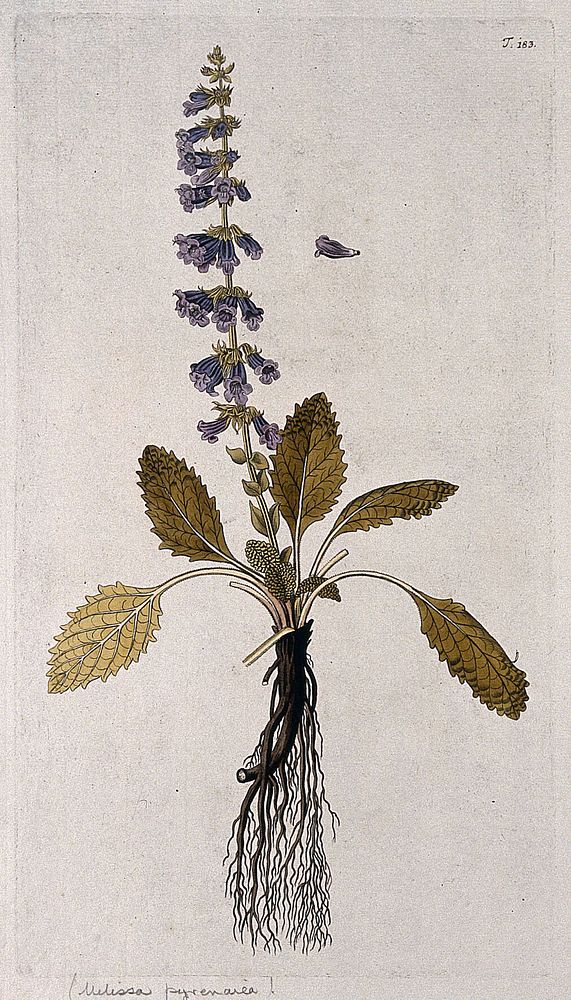 Horminum pyrenaicum L.: flowering plant with rootstock and separate flower. Coloured engraving after F. von Scheidl, 1772.