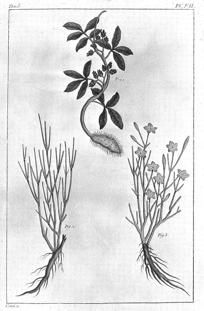 Herbier ou collection des plantes médicinales de la Chine. D'après un manuscrit peint et unique qui se trouve dans la…