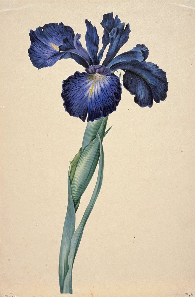 Study of an Iris (Iris sp.). Original from the Minneapolis Institute of Art.