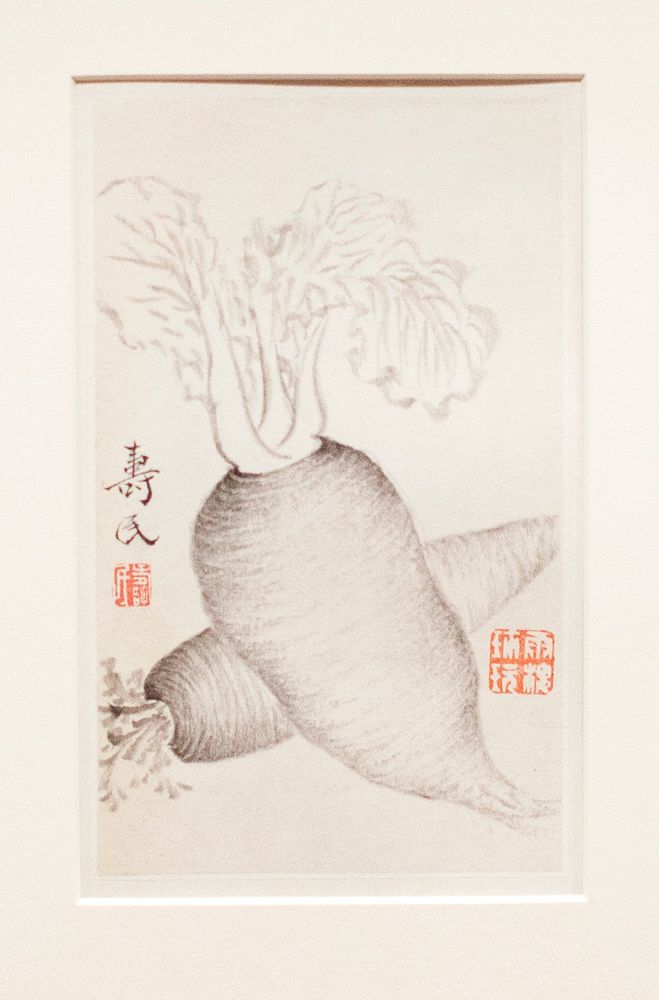 Daikon Radish, from an album of vegetables. Original from the Minneapolis Institute of Art.
