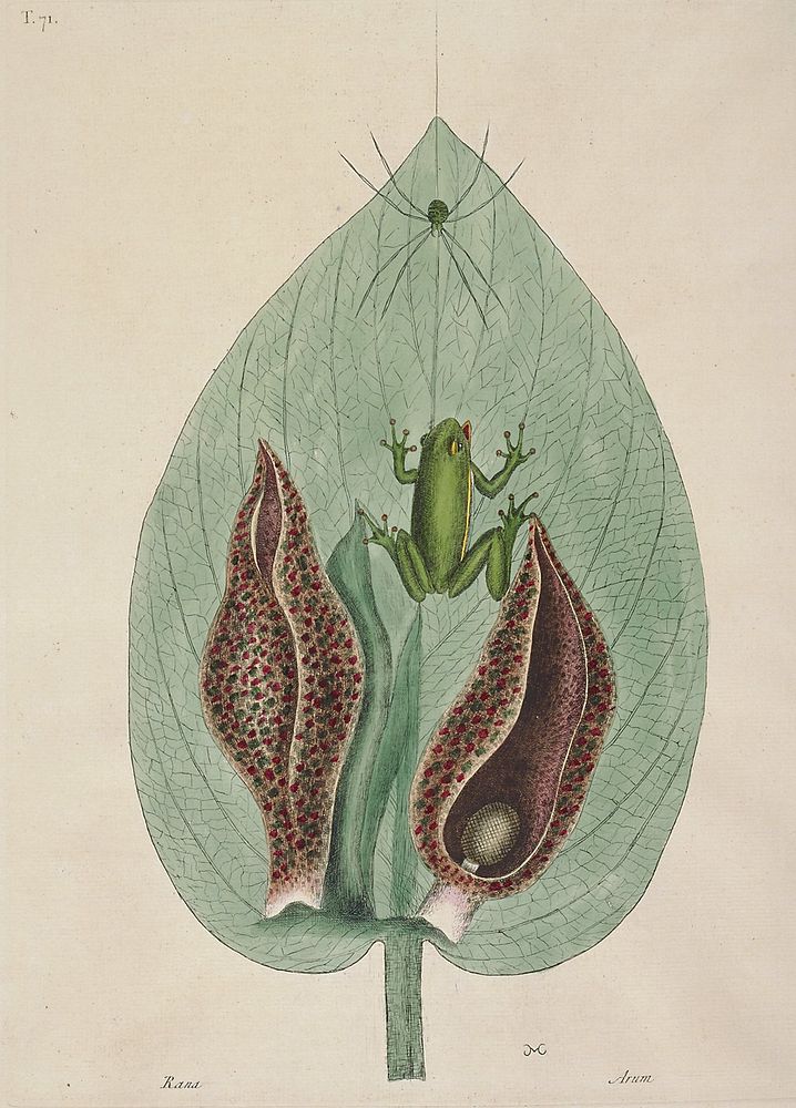 The Green Tree Frog (1731–1743) in high resolution by Mark Catesby. Original from The Minneapolis Institute of Art.…