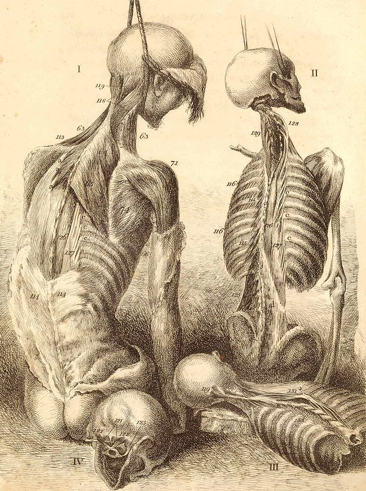 Etching of the bones, muscles, and joints, illustrating the first volume of the Anatomy of the Human Body. 2d ed. London…