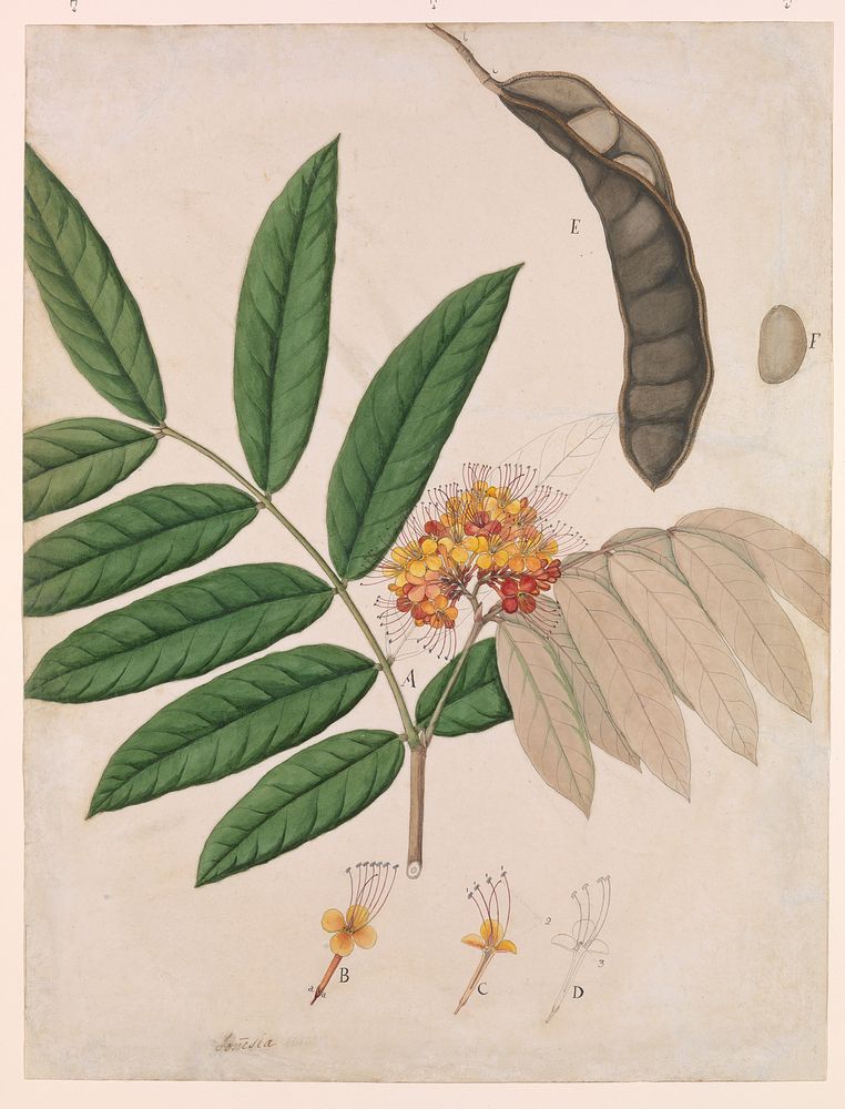 Ashoka Tree Flower, Leaves, Pod, and Seed, first half 19th century