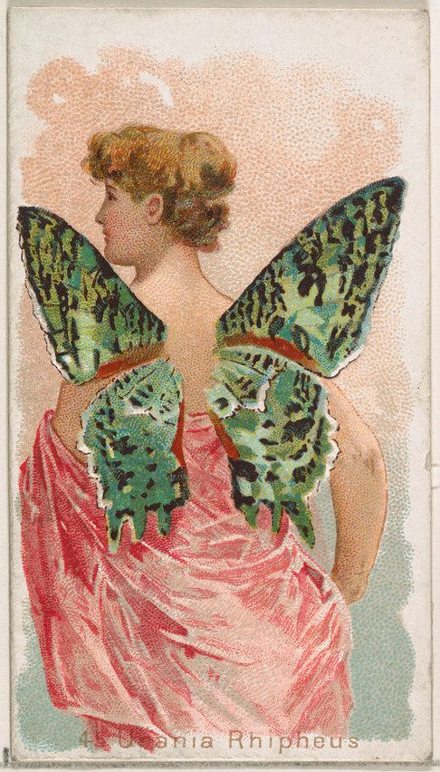 Card 45, Urania Rhipheus, from the Butterflies series (N183) issued by Wm. S. Kimball & Co.