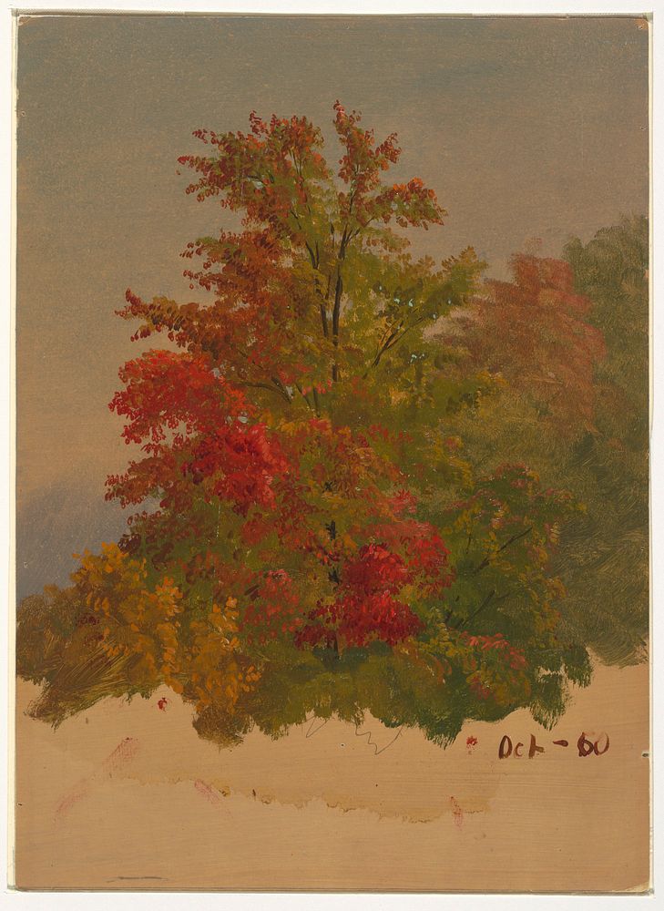 A Maple Tree, Autumn by Frederic Edwin Church, American, 1826–1900