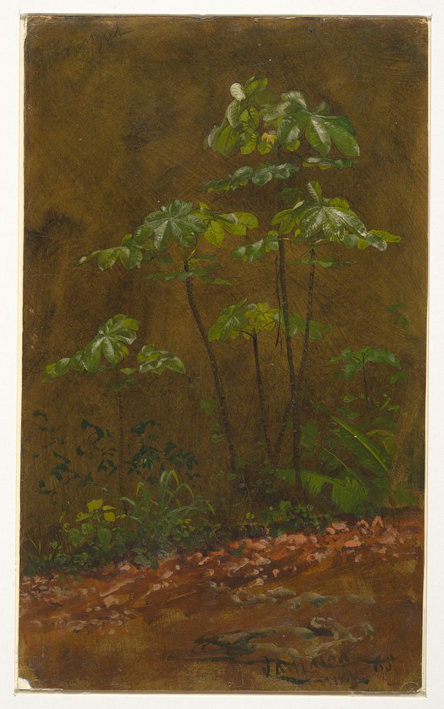 Trumpet Tree, Jamaica by Frederic Edwin Church, American, 1826–1900