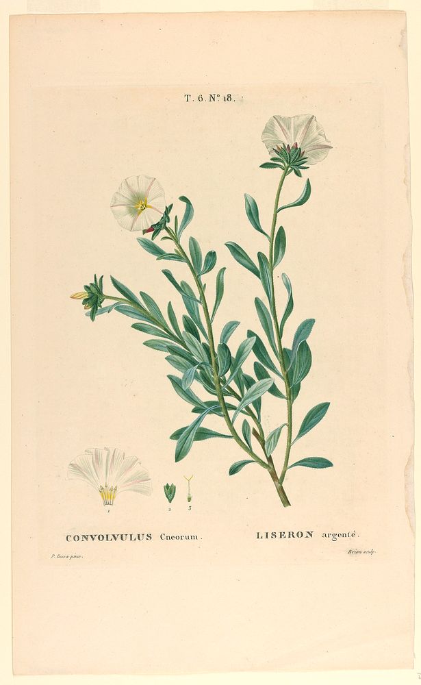 Convolvulus Cneorum, Brion