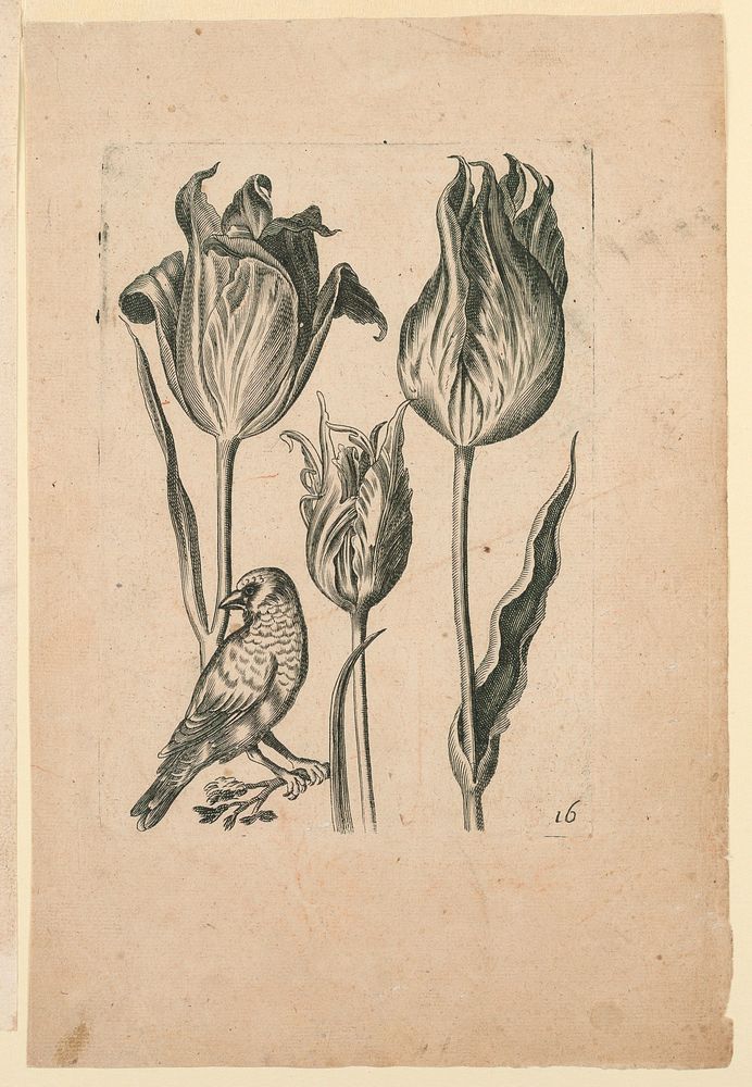Flowers with Bird, Plate 16