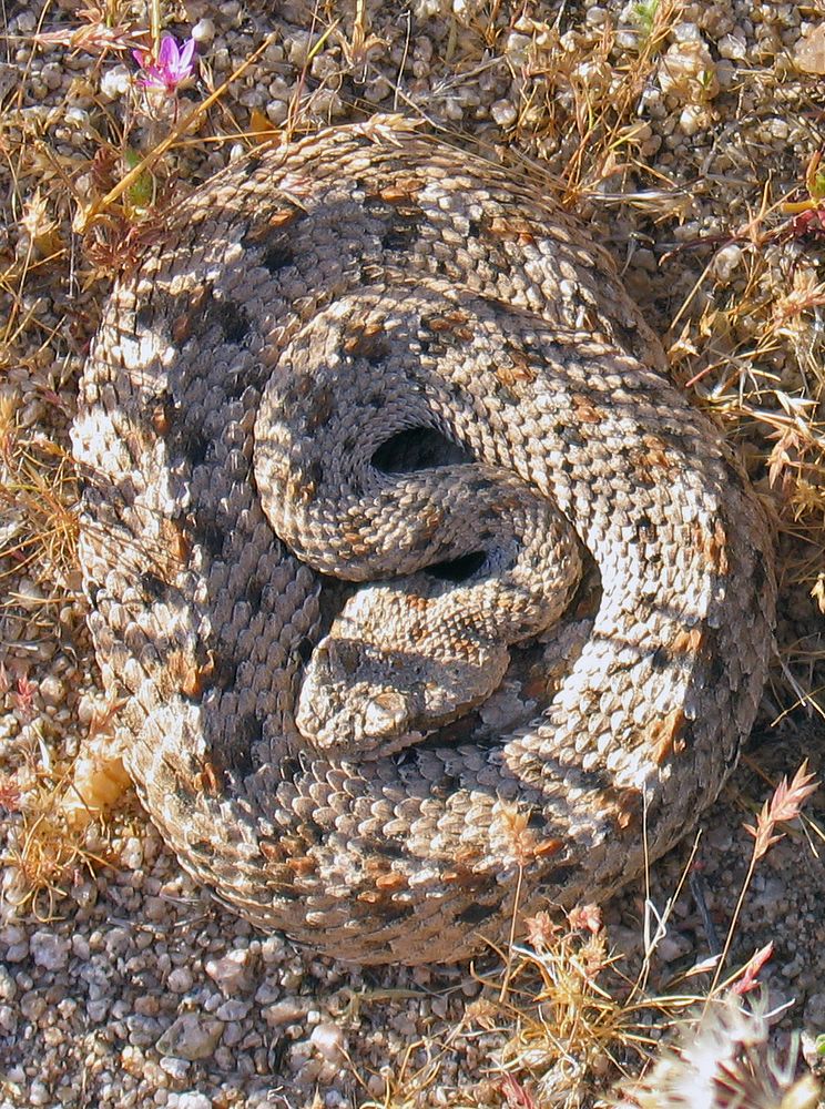 Sidewinder snake