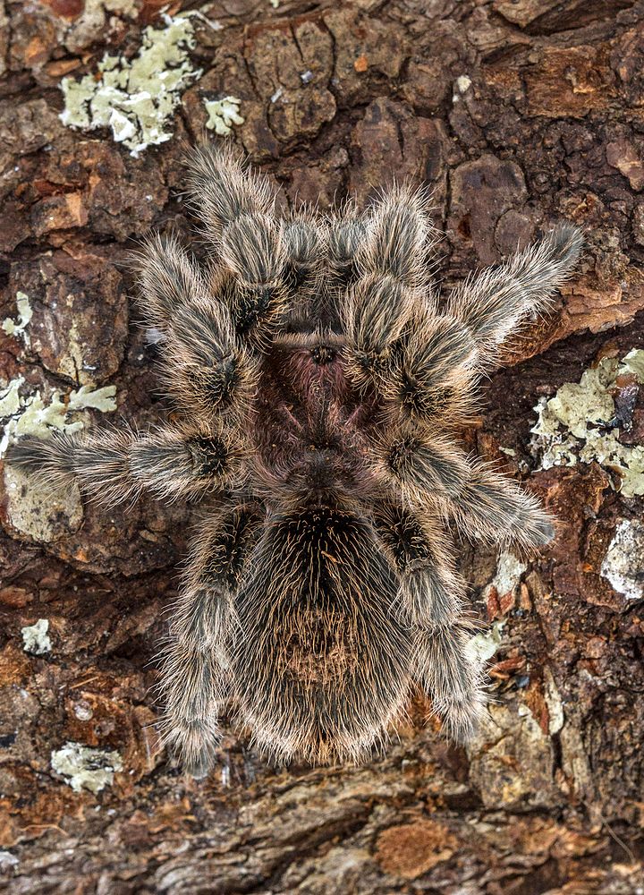 Chilean rose hair tarantula, Grammostola rosea. Original public domain image from Flickr