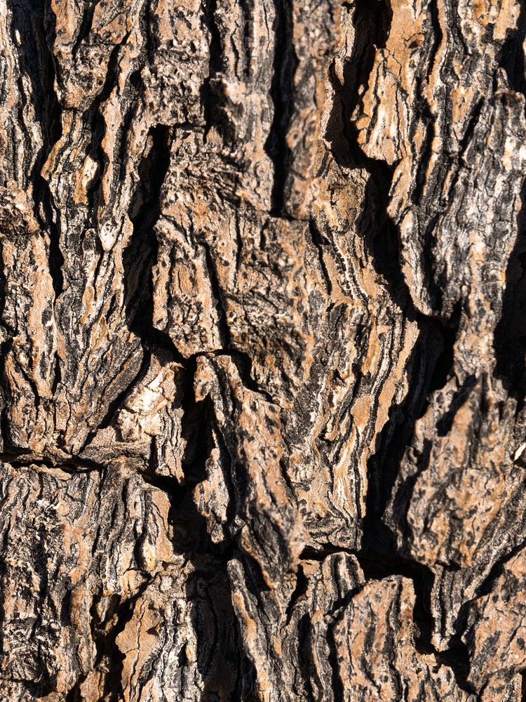 Joshua tree bark | Free Photo - rawpixel