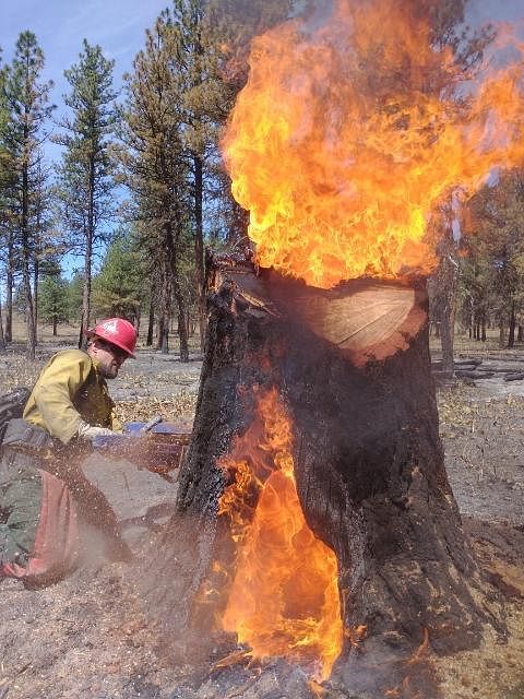 S-503 Fire. Faller on S-503 Fire relieves heat from a stump during mop-up operations. Photo by Warm Springs Agency, BIA.…