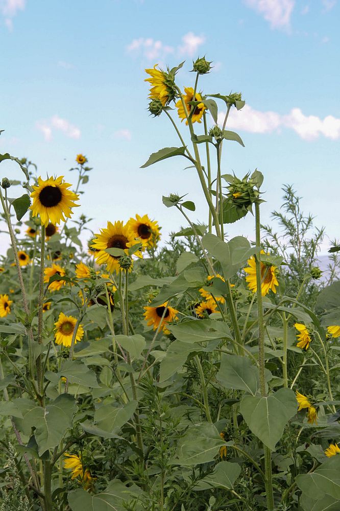 Sunflowers with bees grow at Peaceful Belly Farm in Caldwell, Idaho on July 7, 2022. (NRCS photo by Carly Whitmore)