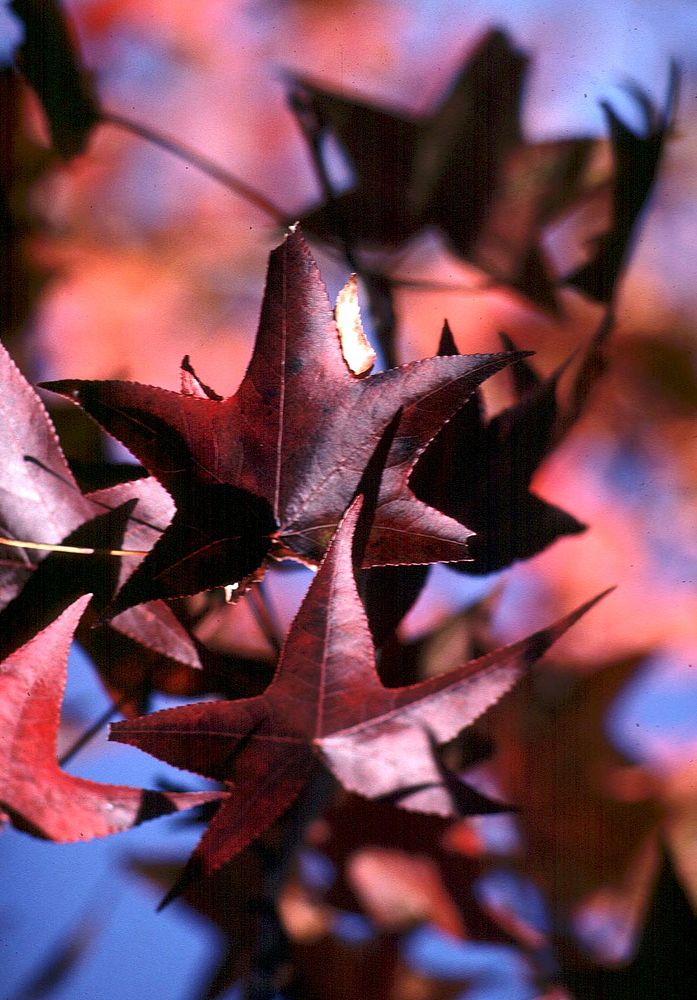 Fall sweet gum leaves, autumn.