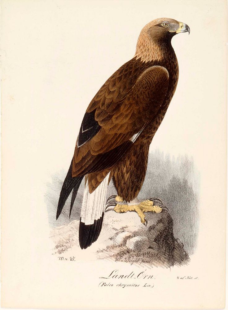 Golden eagle, 1829, Magnus von Wright
