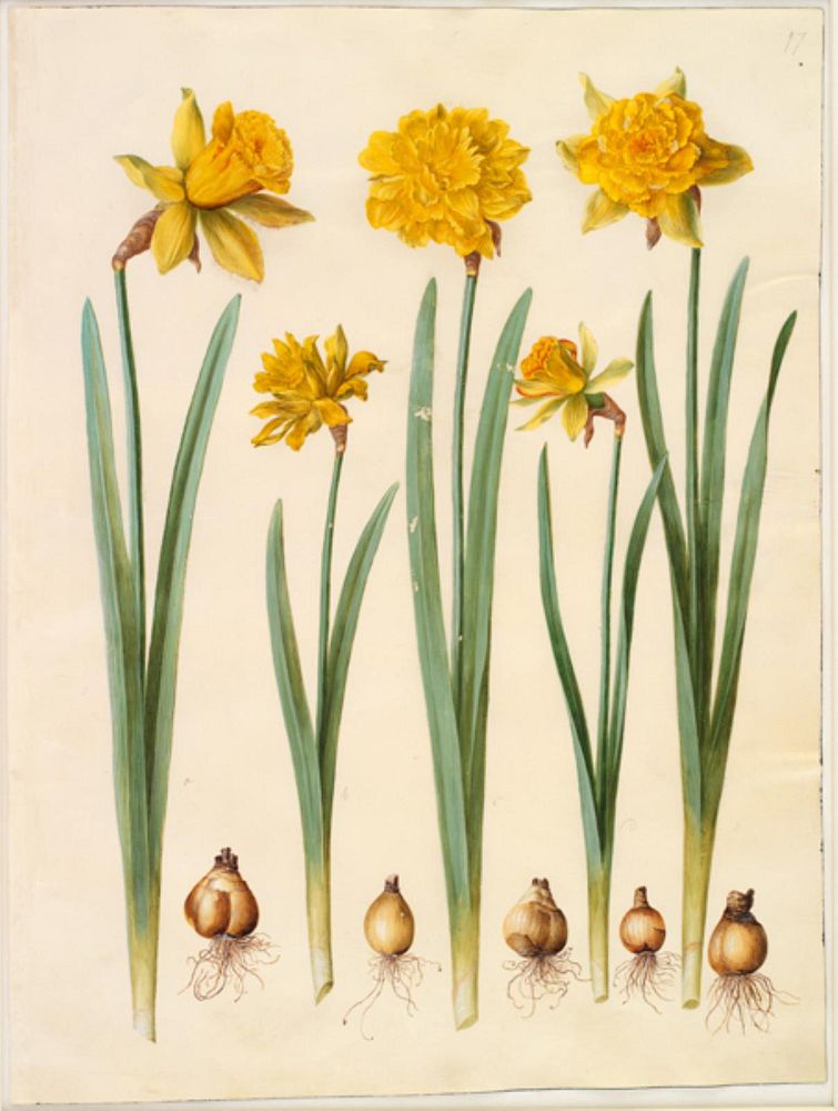 Narcissus pseudonarcissus by Maria Sibylla Merian