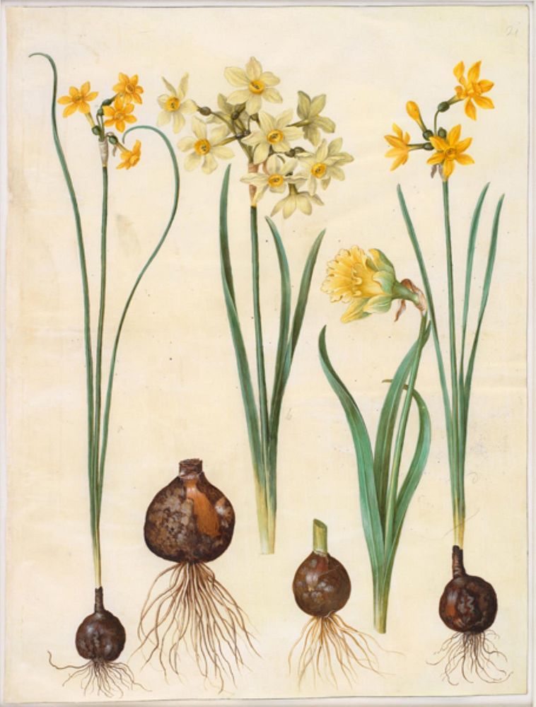 Narcissus jonquilla (rush-narcissus);Narcissus tazetta aureus (gold-tazet);Narcissus pseudonarcissus bicolor (two-colored…