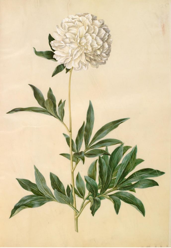 Paeonia lactiflora (silk peony) by Maria Sibylla Merian