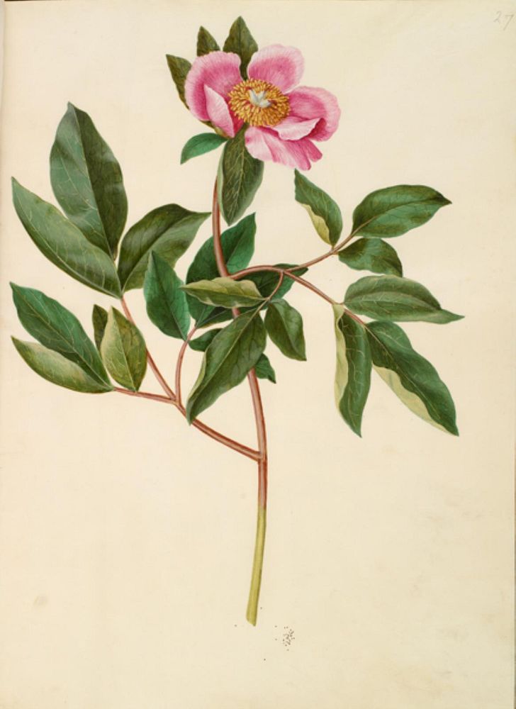 Paeonia mascula (large-leaved peony) by Maria Sibylla Merian
