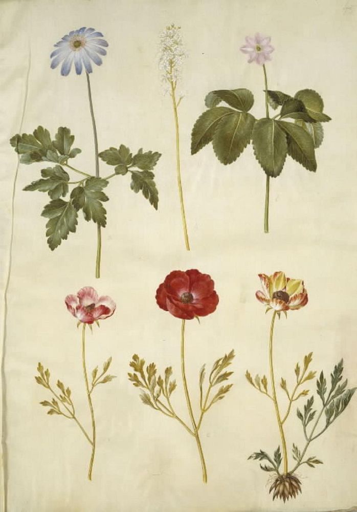 Anemone apennina (Apennines anemone);Tiarella cordifolia (common foam flower);Anemone trifolia (triple anemone);Ranunculus…
