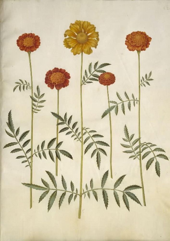 Tagetes patula (barred velvet flower) by Maria Sibylla Merian