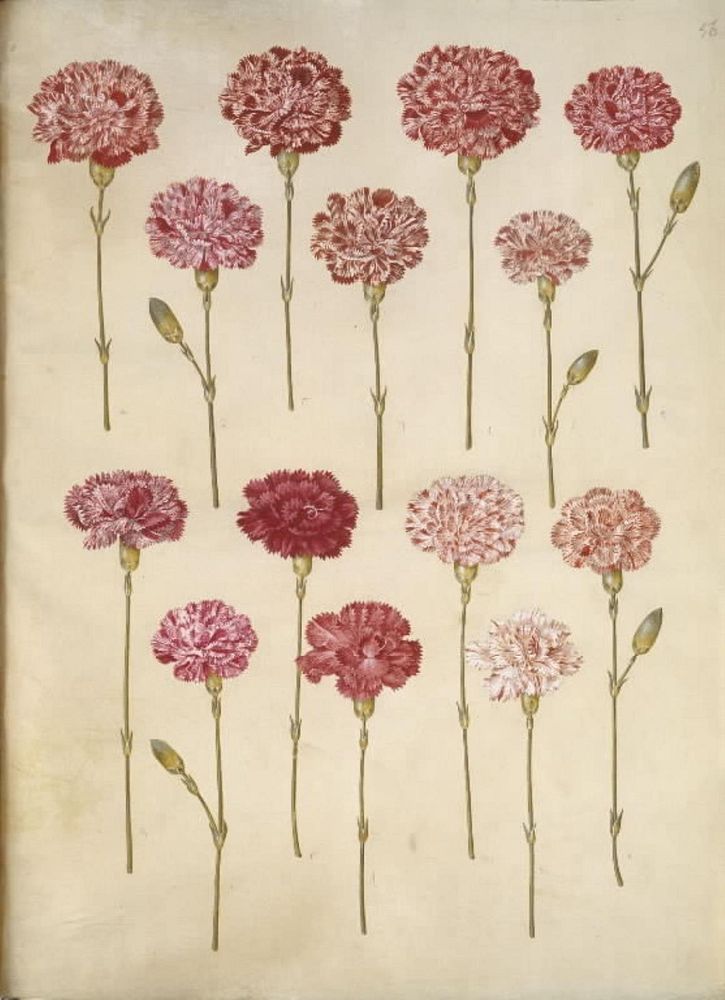 Dianthus caryophyllus (garden carnation) by Maria Sibylla Merian