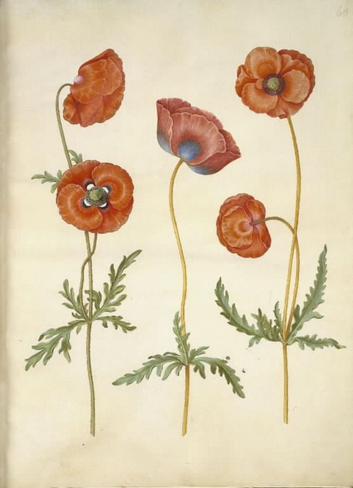 Papaver rhoeas (grain poppy) by Maria Sibylla Merian