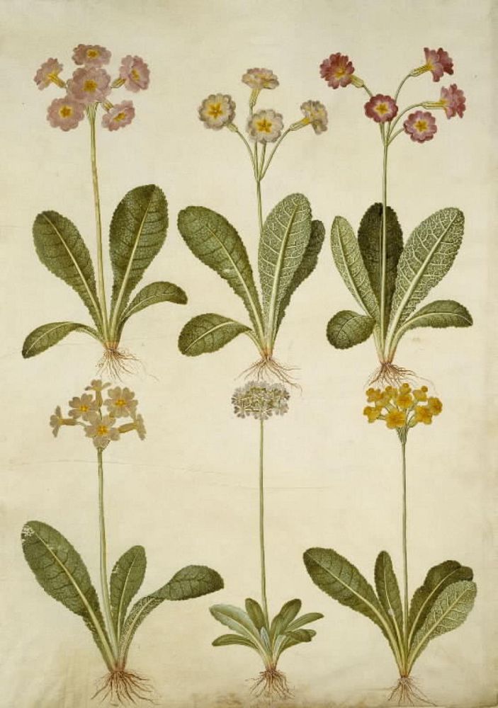 Primula veris (hollow-necked cowpea hybrid);Primula farinosa (flourish cowpea) by Maria Sibylla Merian