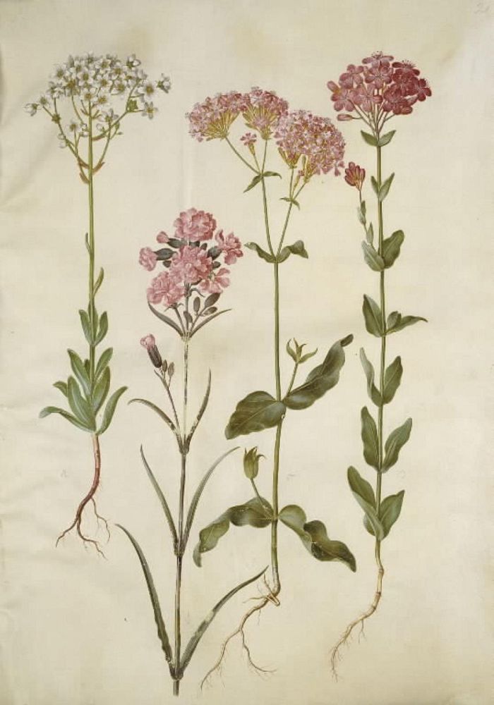 Saxifraga paniculata (rock saxifrage);Silene viscaria (common tar clove);Silene armeria (knot-limewort); by Maria Sibylla…