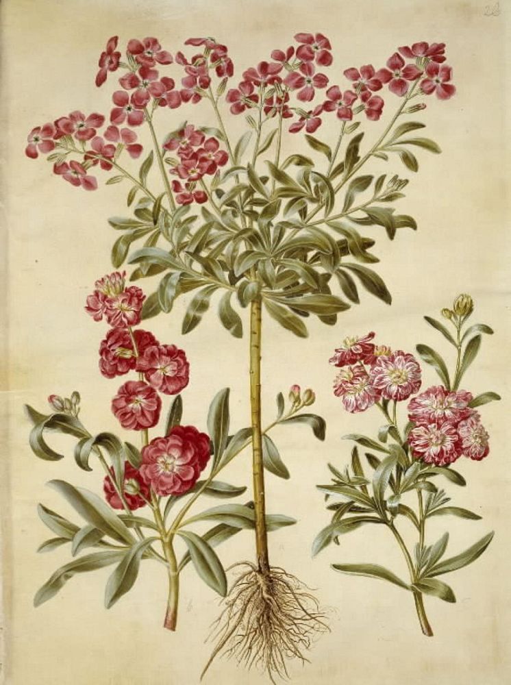 Matthiola incana (winter nightshade) by Maria Sibylla Merian