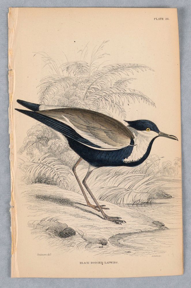 Black-Bodied Lapwing, Plate 26 from Birds of Western Africa, William Home Lizars