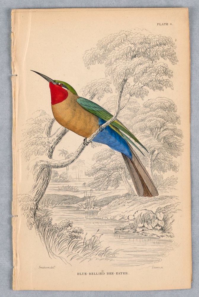 Blue-Bellied Bee-Eater, Plate 8 from Birds of Western Africa, William Home Lizars