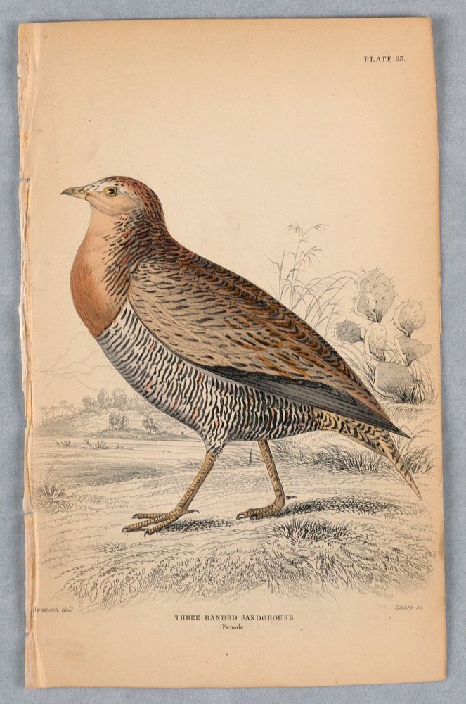Three-Banded Female Sandgrouse, Plate 23 from Birds of Western Africa, William Home Lizars