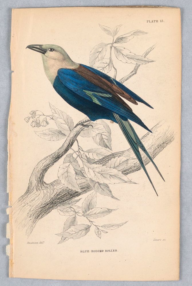Blue-Bodied Roller, Plate 13 from Birds of Western Africa, William Home Lizars