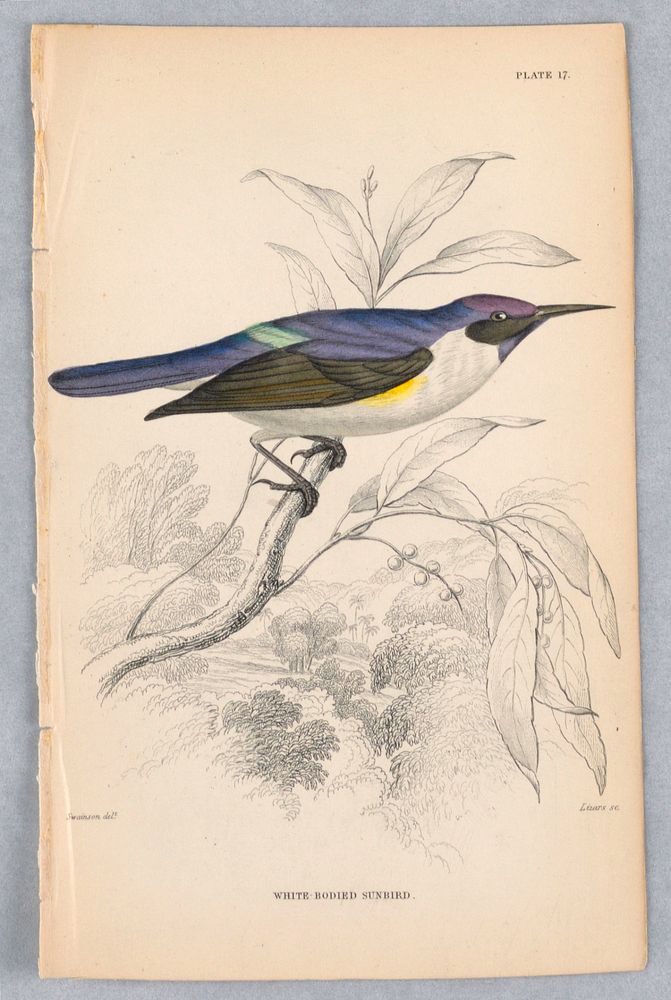White-Bodied Sunbird, Plate 17 from Birds of Western Africa, William Home Lizars