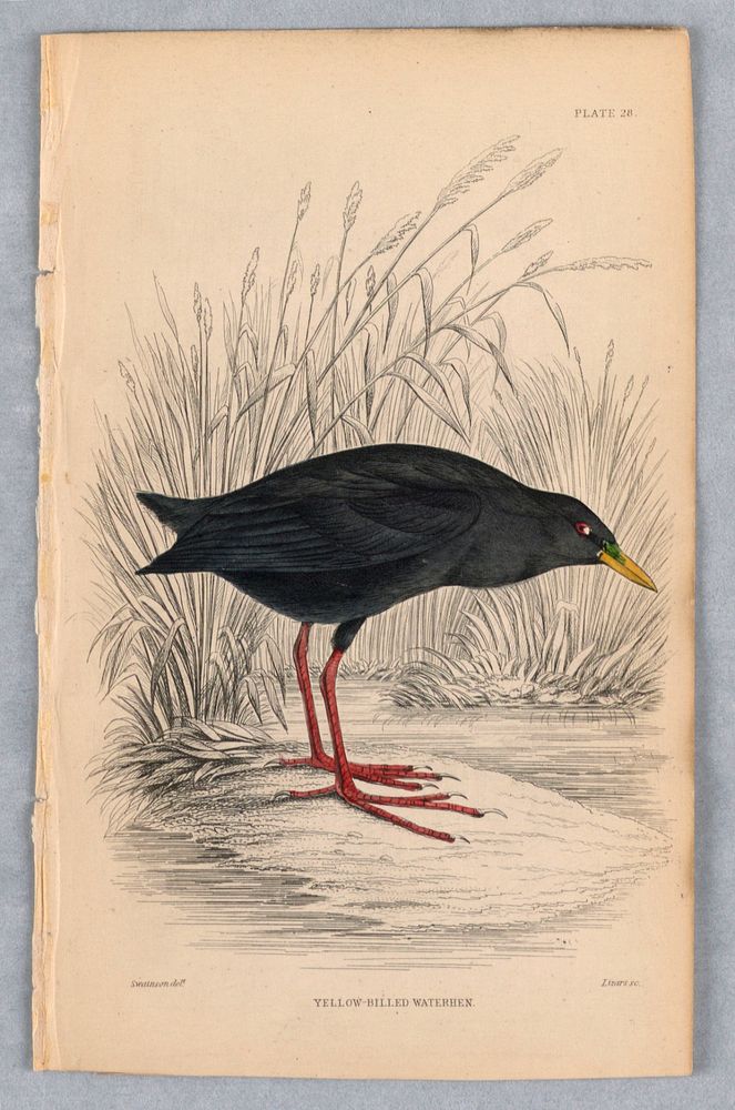 Yellow-Billed Waterhen, Plate 28 from Birds of Western Africa, William Home Lizars