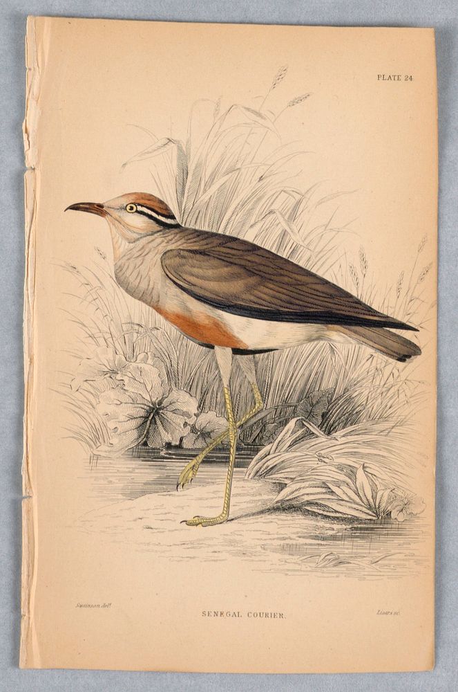 Senegal Courier, Plate 24 from Birds of Western Africa, William Home Lizars