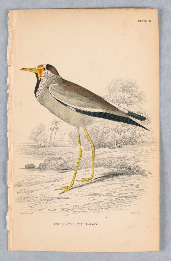 Striped-Throated Lapwing, Plate 27 from Birds of Western Africa, William Home Lizars