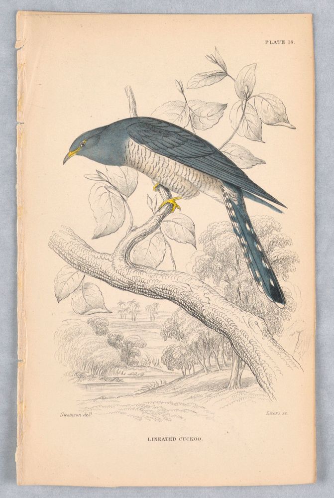 Lineated Cuckoo, Plate 18 from Birds of Western Africa, William Home Lizars