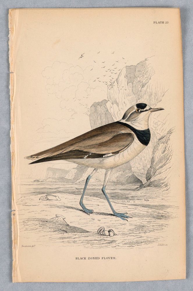 Black-Zoned Plover, Plate 25 from Birds of Western Africa, William Home Lizars