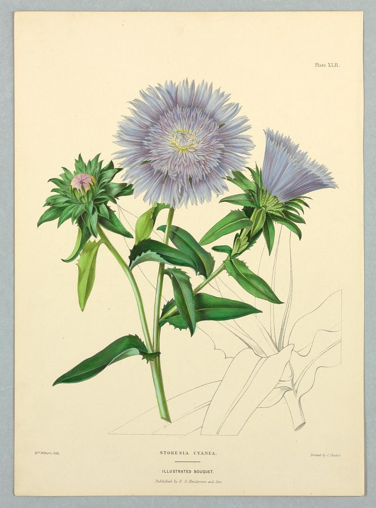 Stokesia Cyanea, Plate XLII from Edward George Henderson's "The Illustrated Bouquet", Mrs Withers
