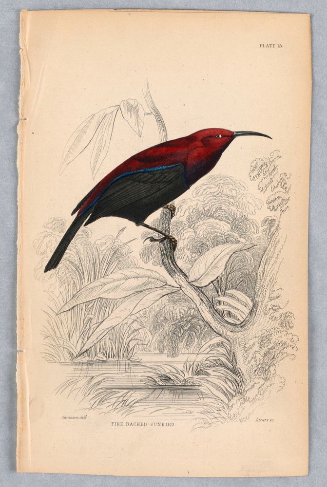 Fire-Backed Sunbird, plate 15 from Birds of Western Africa, William Home Lizars