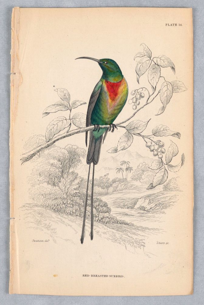 Red-breasted Sunbird, Plate 14 from Birds of Western Africa, William Home Lizars