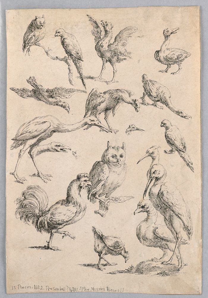 Assortment of Birds, from the "Recueil de differentes &eacute;tudes d'animaux...", Gabriel Huquier