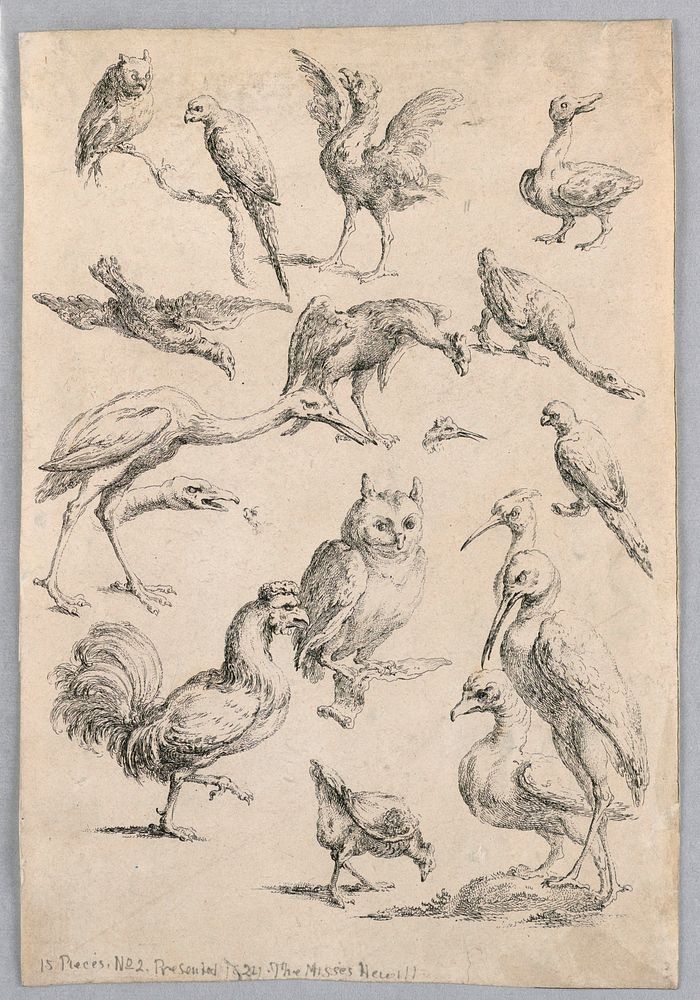 Assortment of Birds, from the "Recueil de differentes études d'animaux...", Gabriel Huquier