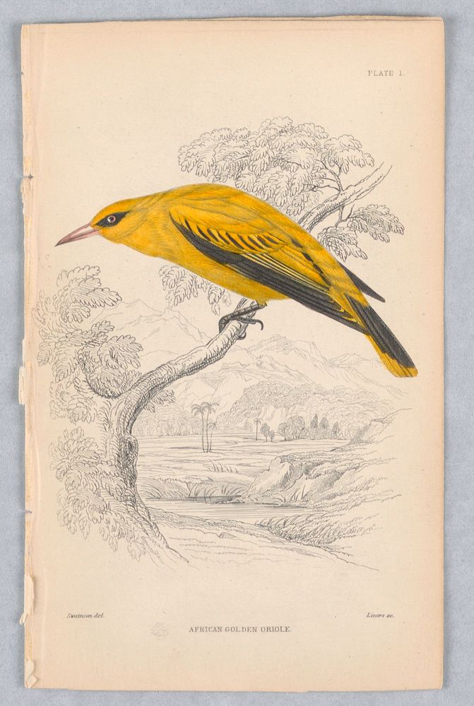 African Golden Oriole, Plate 1 of Birds of Western Africa, Vol. VIII, William Home Lizars